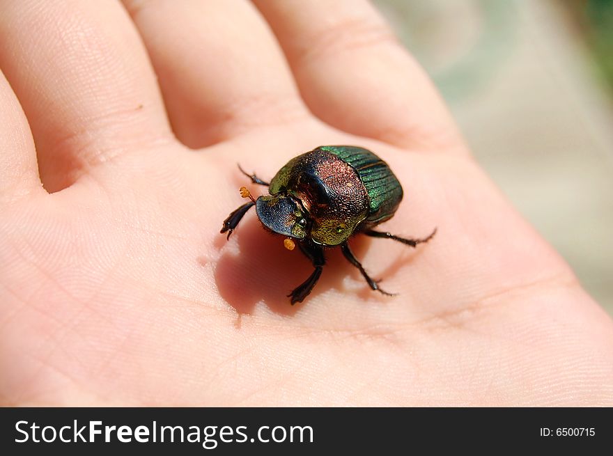 Colored beetle in my palm. Colored beetle in my palm