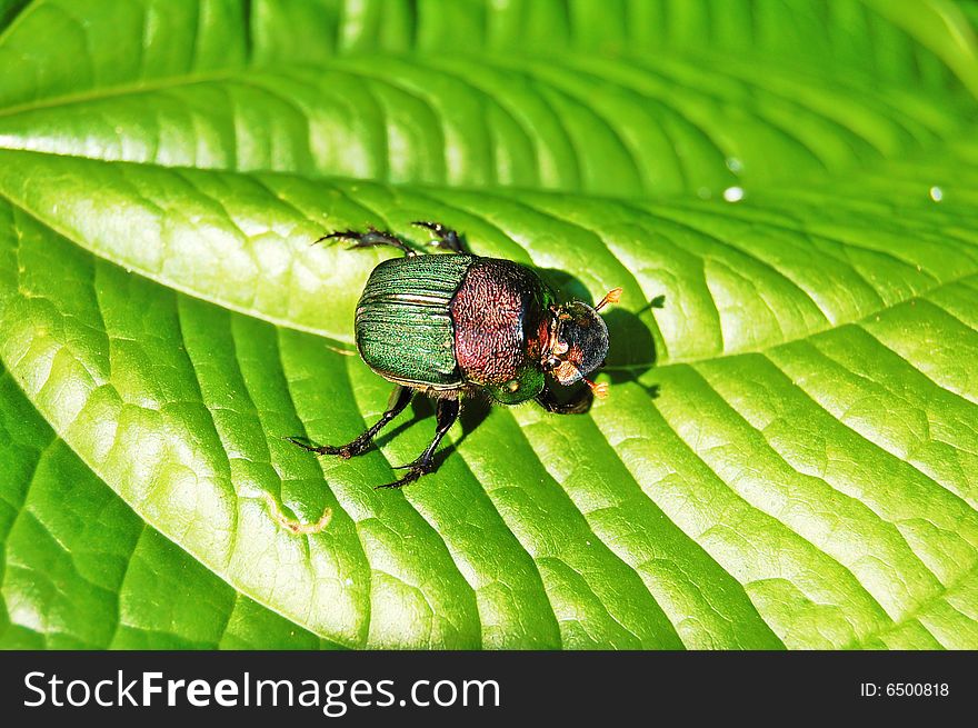 Colored beetle on green leaf. Colored beetle on green leaf