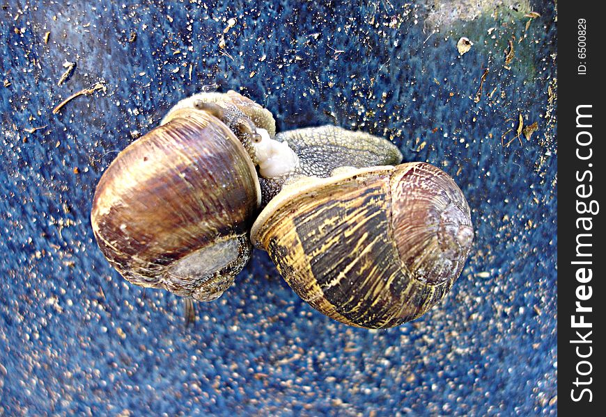 Two snails making love on a blue underground