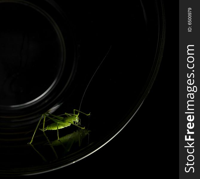 Grasshopper resting on glass, black background