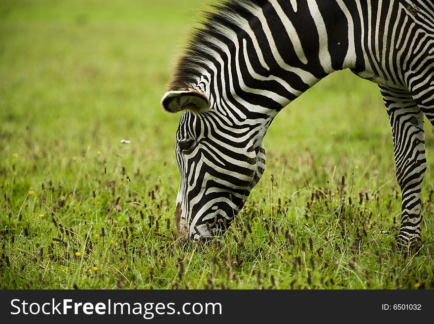 Zebra In Wild