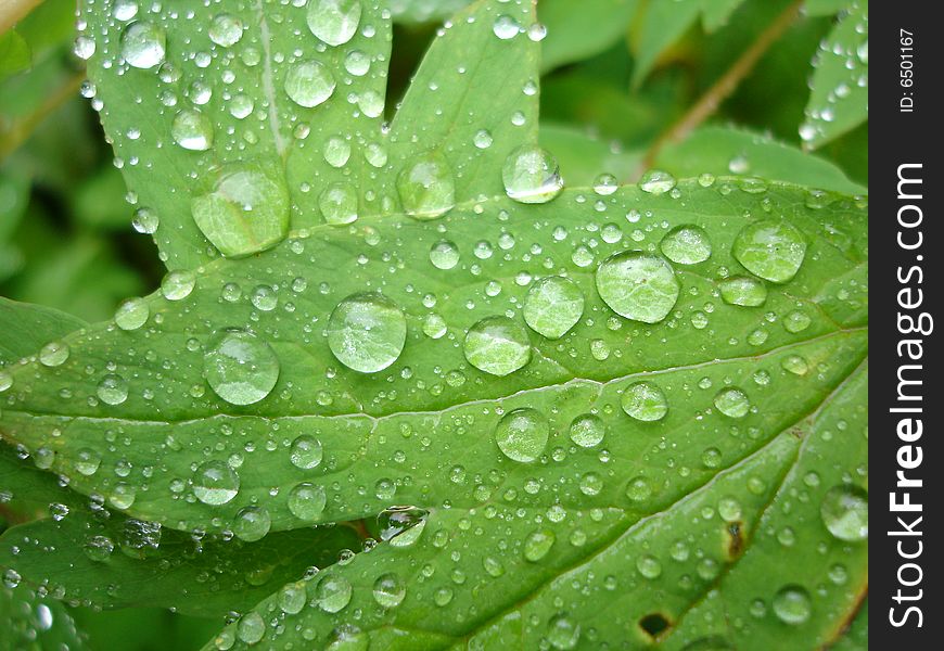 Leaf with many dew drops