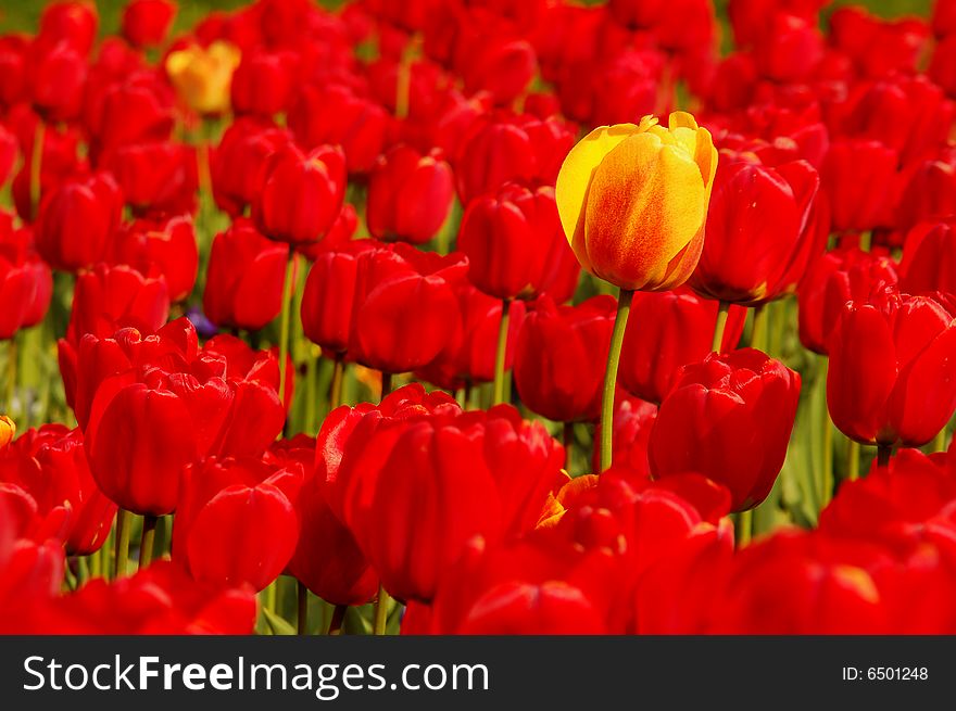 Single yellow tulip in field of red