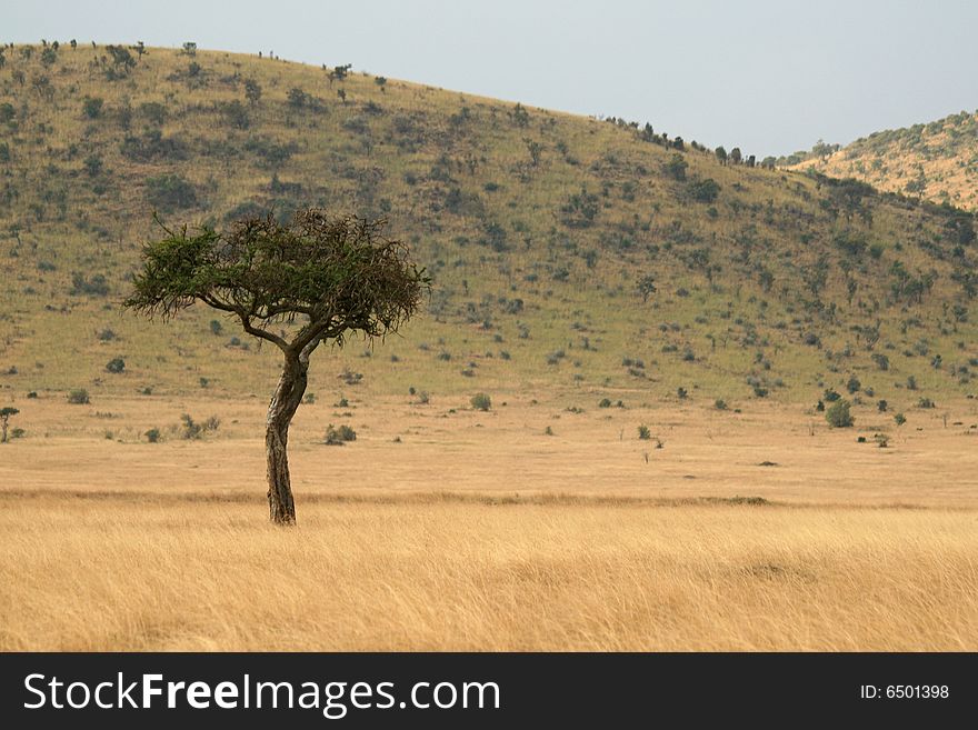 A lone  tree in the african landscape