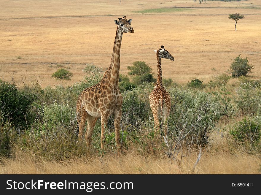 Photo of a Wild Giraffe in an Africa landscape