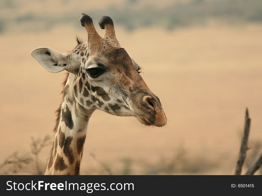 Photo of a Wild Giraffe in an Africa landscape