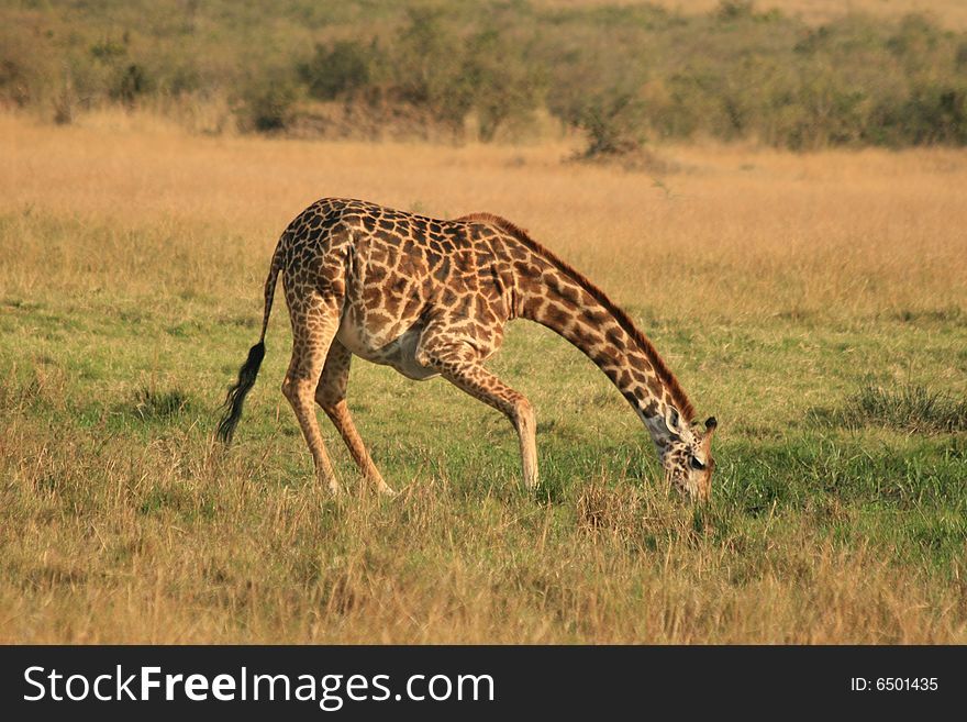 Photo of a Wild Giraffe in an Africa landscape