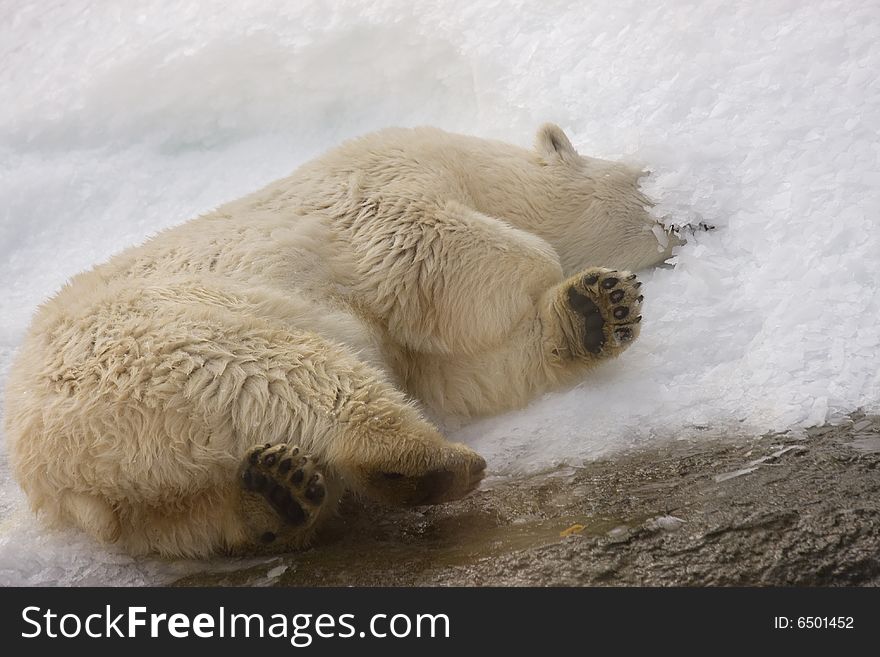 White Polar Bear lying in snow