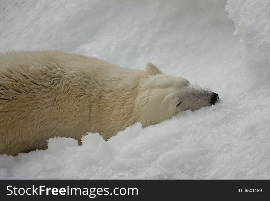 White Polar Bear lying in snow