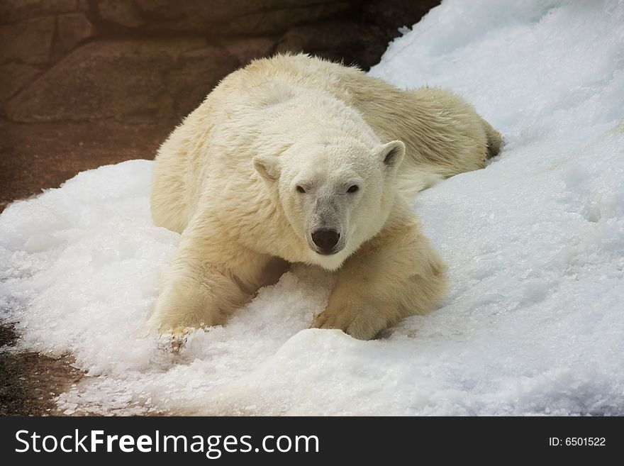 White Polar Bear lyying in snow