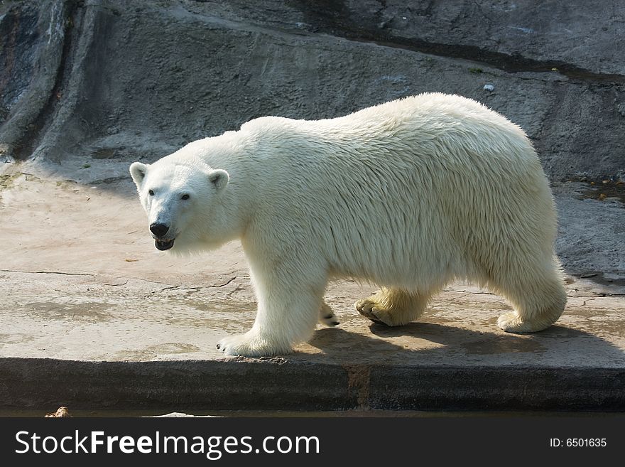 White Polar bear walking by a rock