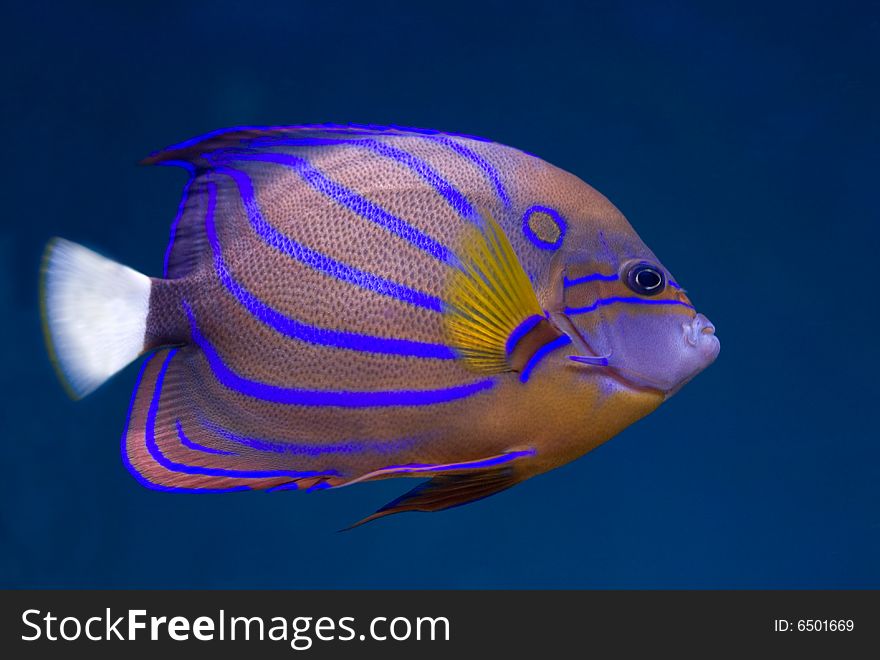 Bluering Angelfish. Underwater shot with blue background