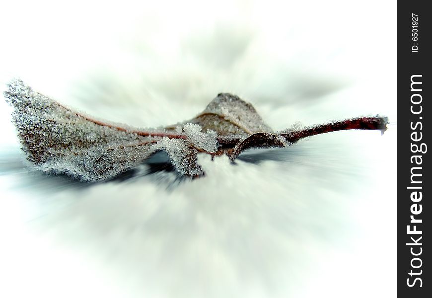 Winter Leaf