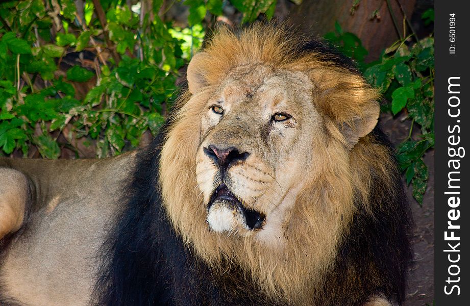 Lion (lat. Panthera leo) head portrait