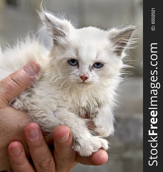 White kitten on human hand. White kitten on human hand
