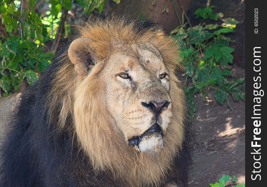 Lion (lat. Panthera leo) head portrait