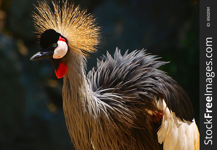 A beautiful close up of a crowned crane