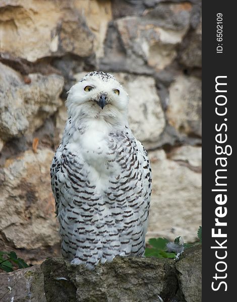 Snowy Owl (lat. Nyctea scandiaca or Bubo scandiacus)