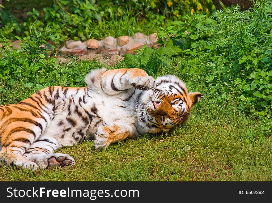 Tiger (lat. panthera tigris) lying on grass