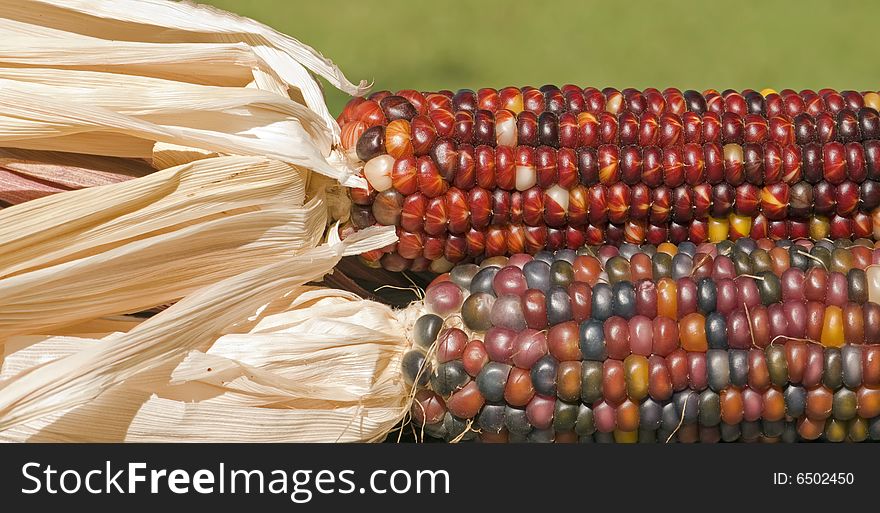A pair of indian corn in the sun.