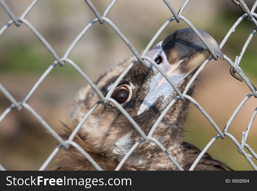 Eurasian Black Vulture (lat. Aegypius monachus)