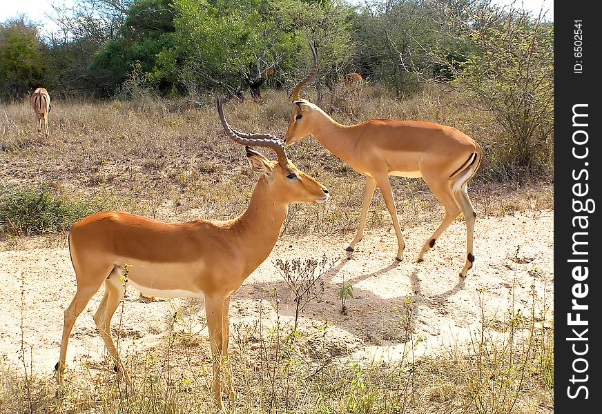 Pair of Impalas (Aepyceros melampus) in Kruger park, South Africa. Pair of Impalas (Aepyceros melampus) in Kruger park, South Africa