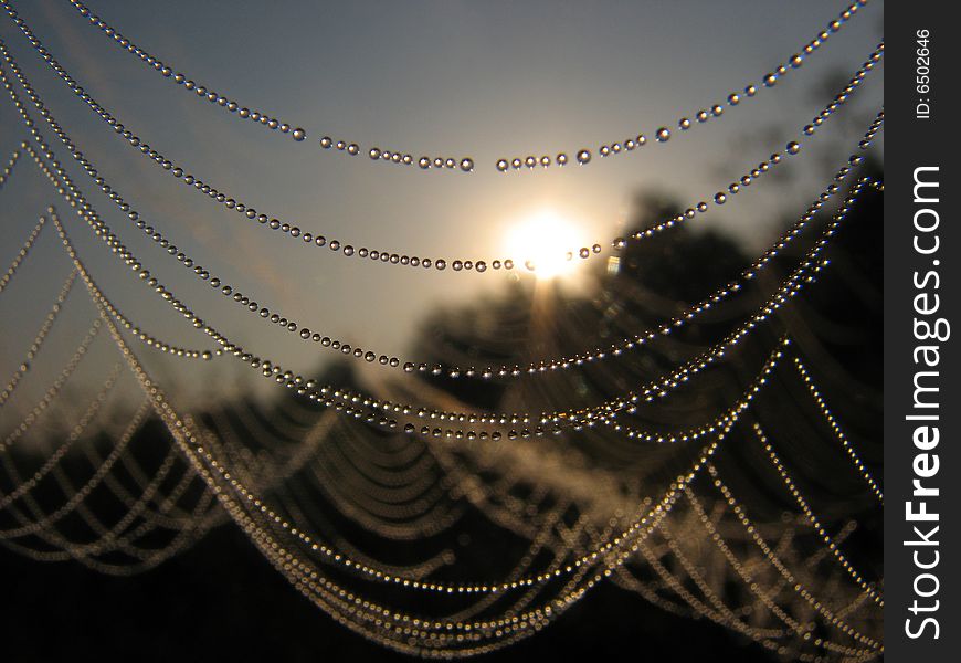 Drops of dew on the Web early in the morning. Drops of dew on the Web early in the morning