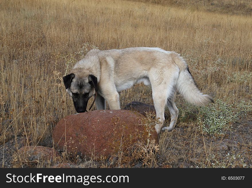 Anatolian Shepherd Dog kangal (karabash)