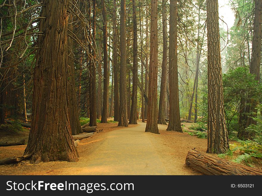 A trail in the forest of the Yosemite Park. A trail in the forest of the Yosemite Park