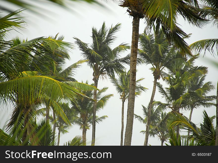 Coconut trees shaken