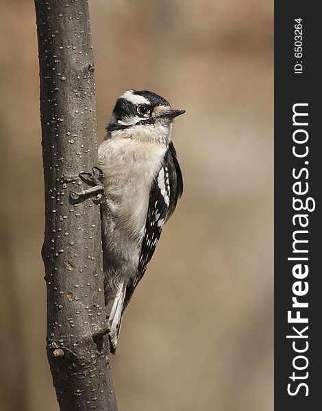 Downy Woodpecker clinging to branch in forest