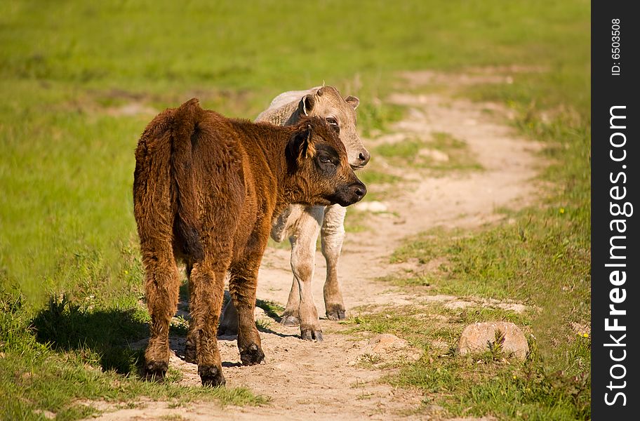 Calves On The Grass