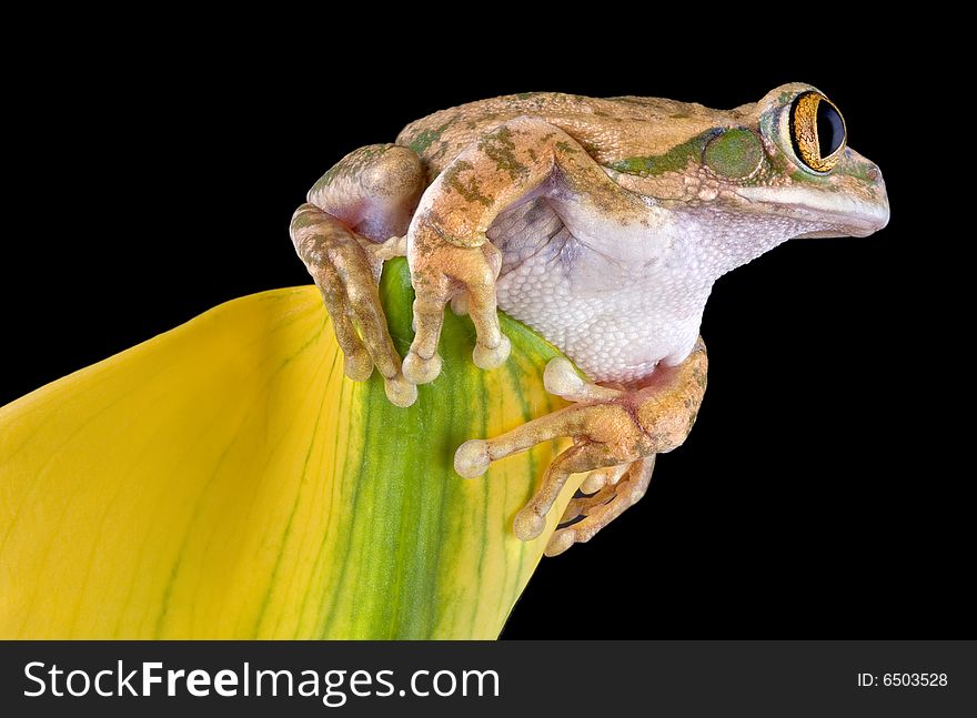 A big-eyed tree frog is sitting on top of a yellow flower. A big-eyed tree frog is sitting on top of a yellow flower