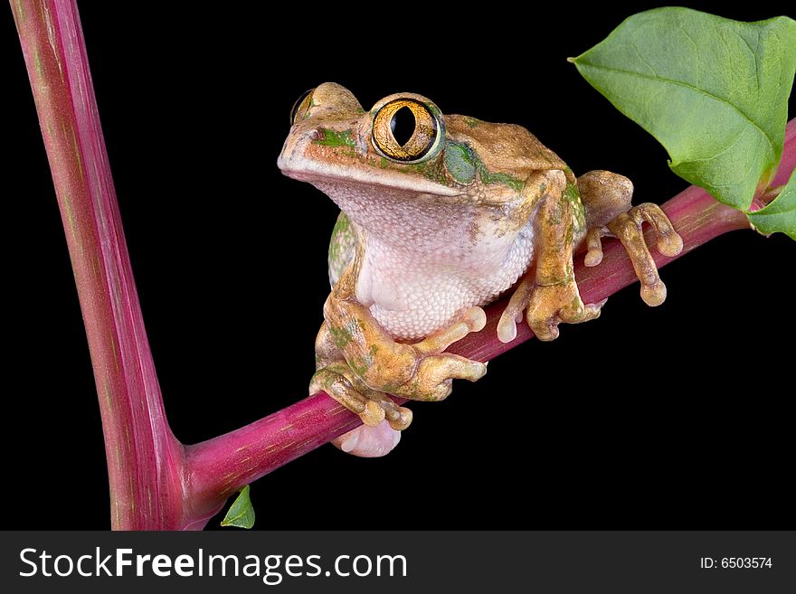 Big-eyed tree frog on pokeweed