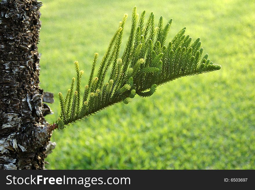 A young branch of coniferous tree. A young branch of coniferous tree
