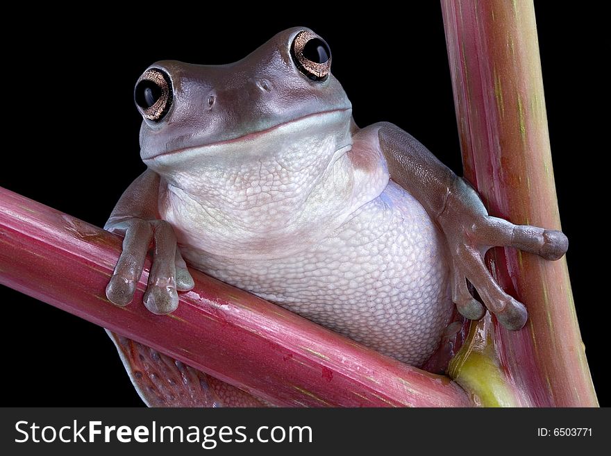 A white's tree frog is posing on pokeweed. A white's tree frog is posing on pokeweed.