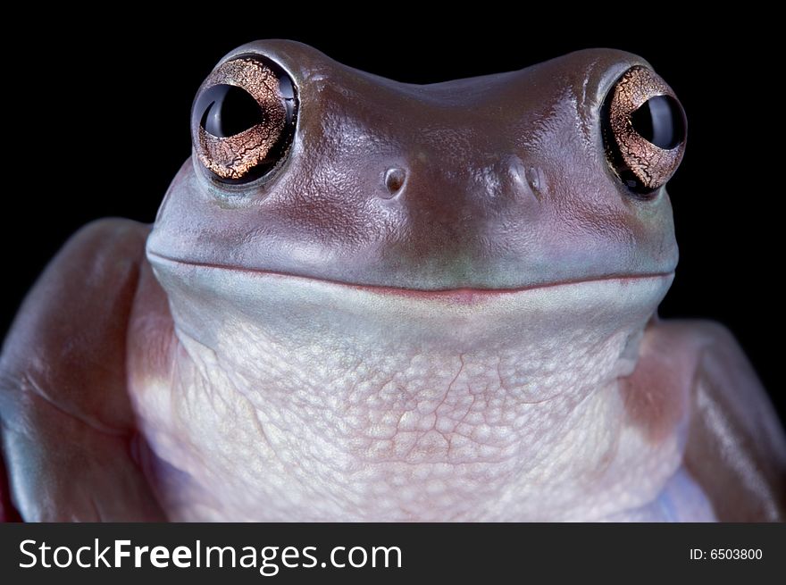 A white's tree frog is shown looking straight at the camera. A white's tree frog is shown looking straight at the camera.