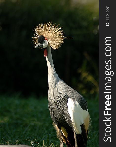 Close up of Grey Crowned Crane african bird.