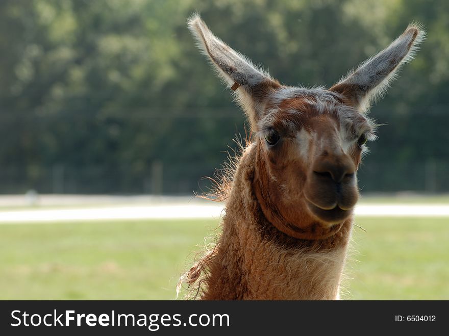 Close up of brown haired Llama with ears sticking up.