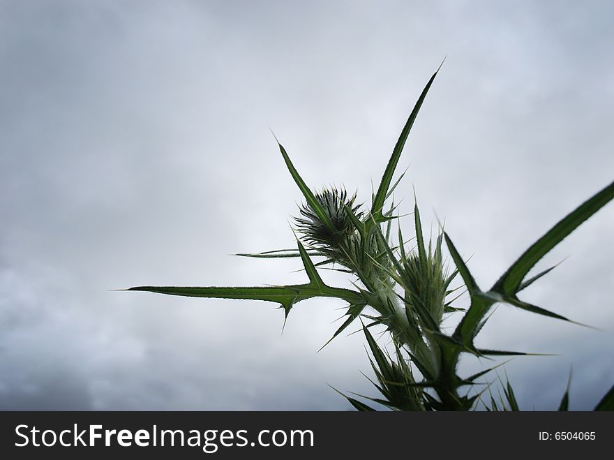 Low angle of a Stinging Nettle