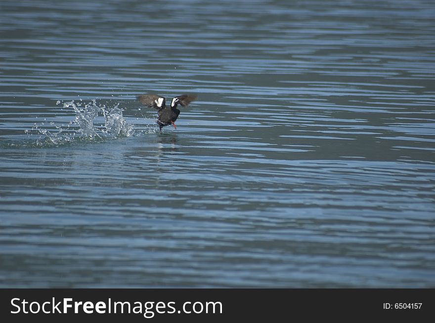 Walking bird on blue ocean