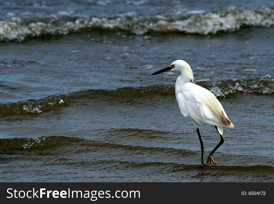 Snowy Egret wading in the surf, with one foot up showing yellow color.
