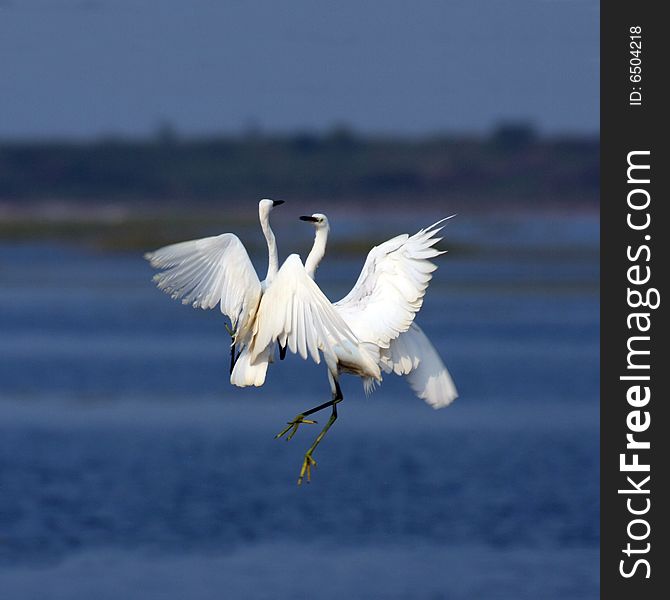 Egret Wrestle