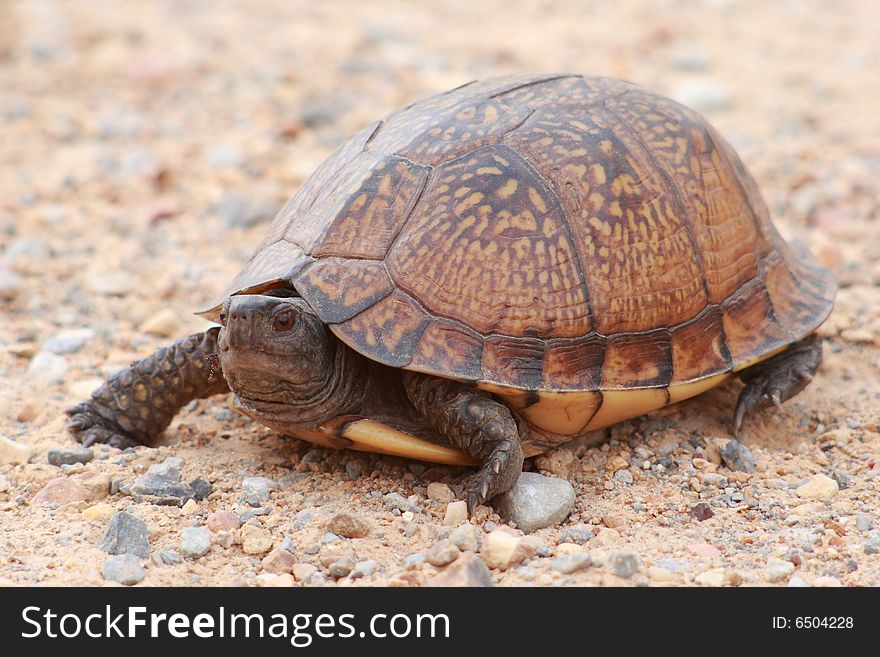 Turtle with nice pattern on shell, crossing a gravel road in the rural area