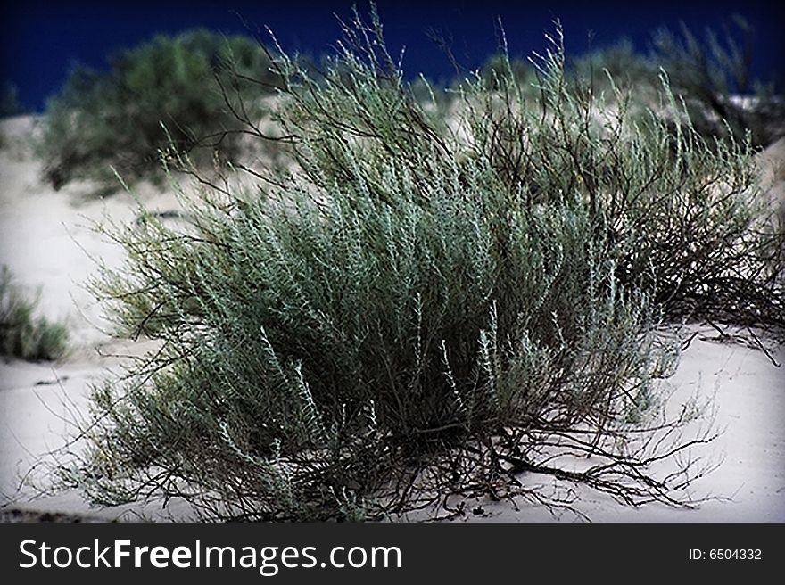 Green desert brush in White Sands