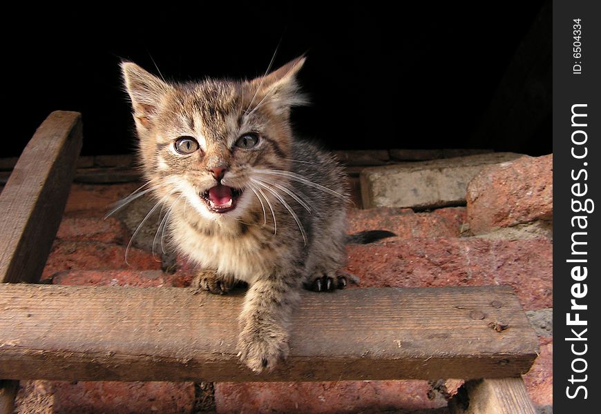 Kitten in action on the step ladder. Kitten in action on the step ladder