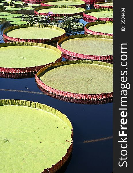 A depth of field shot of gigantic pink and green colored Longwood Hybrid Water Platters floating in a lily pond with smaller green and brown swirled lily pads, on a bright and sunny day showing reflections in the still water. A depth of field shot of gigantic pink and green colored Longwood Hybrid Water Platters floating in a lily pond with smaller green and brown swirled lily pads, on a bright and sunny day showing reflections in the still water