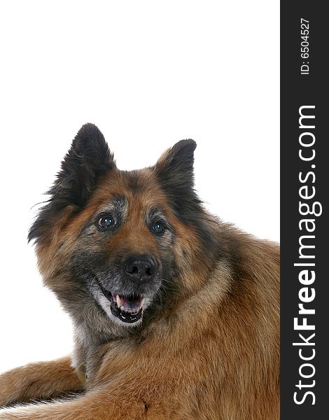 Big Brown Dog S Face Over White Background