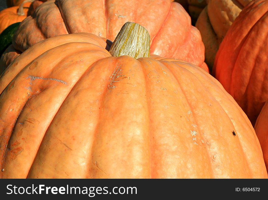 Large orange pumpkins that were grown in a 15 year old manure garden. Large orange pumpkins that were grown in a 15 year old manure garden