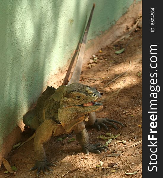 A Rhinoceros Iguana, Cyclura cornuta, Threatened Lizard Species Found on the Caribbean Island of Hispaniola